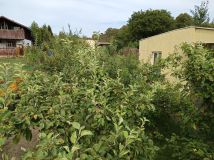 Działka rod Koszalin, ul. Wojska Polskiego. Zdjęcie 4