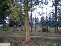 siedlisko, 5 pokoi Pajtuny. Zdjęcie 3