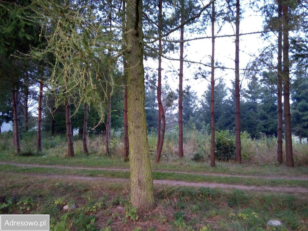 siedlisko, 5 pokoi Pajtuny. Zdjęcie 4