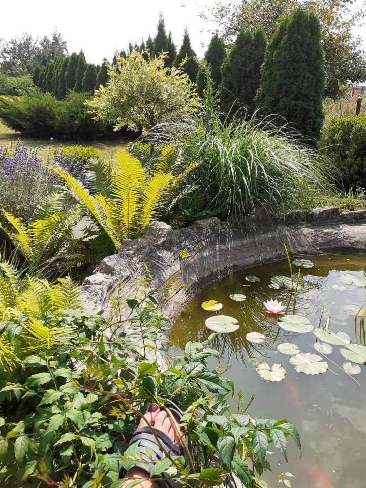 Działka rod Osiek. Zdjęcie 10