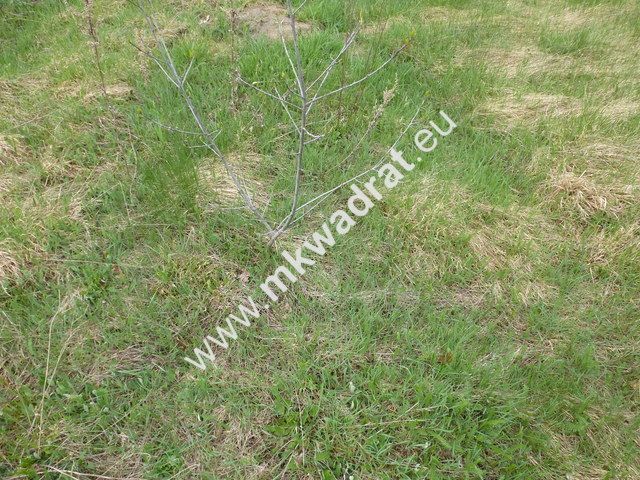 Działka budowlana Michałowice. Zdjęcie 3