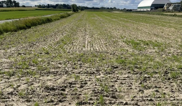 Działka rolna Zębowo