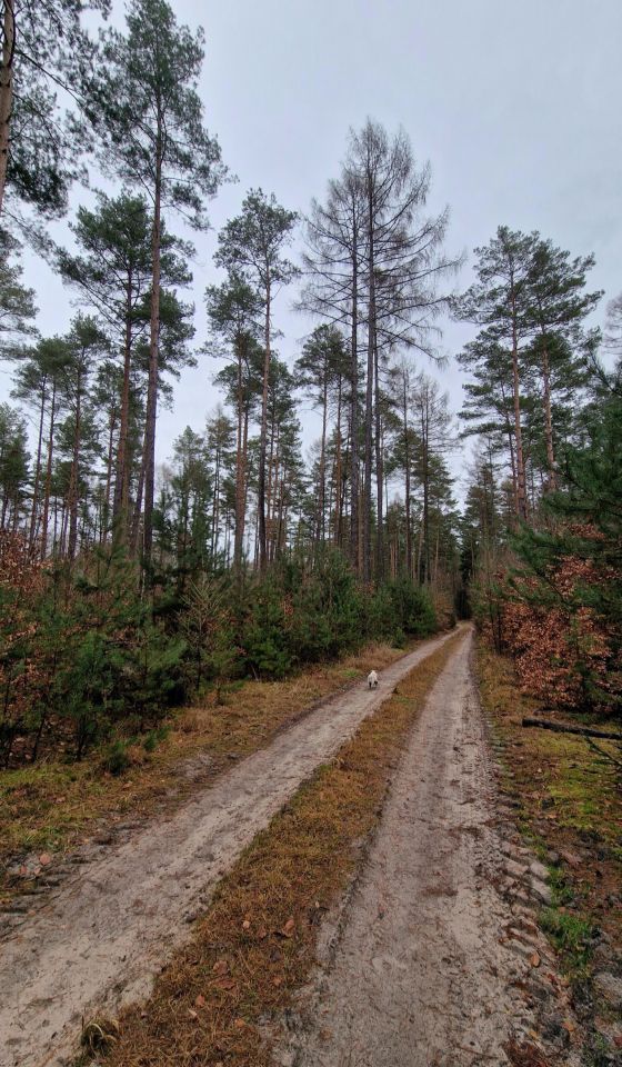 Działka budowlana Dziewiętlin. Zdjęcie 2