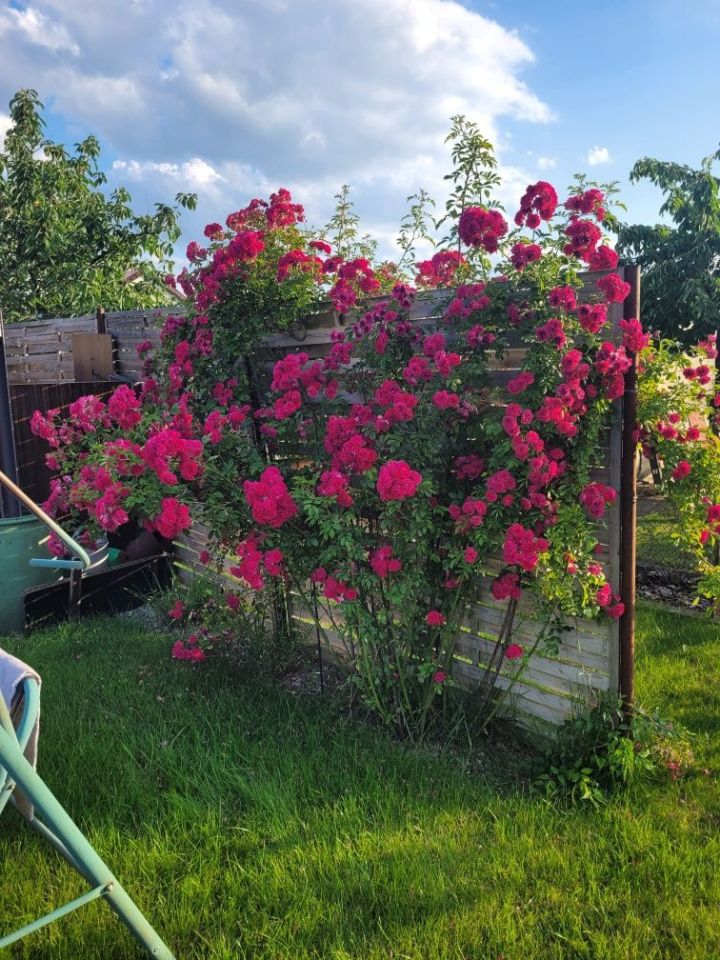 Działka rod Kostrzyn nad Odrą. Zdjęcie 7