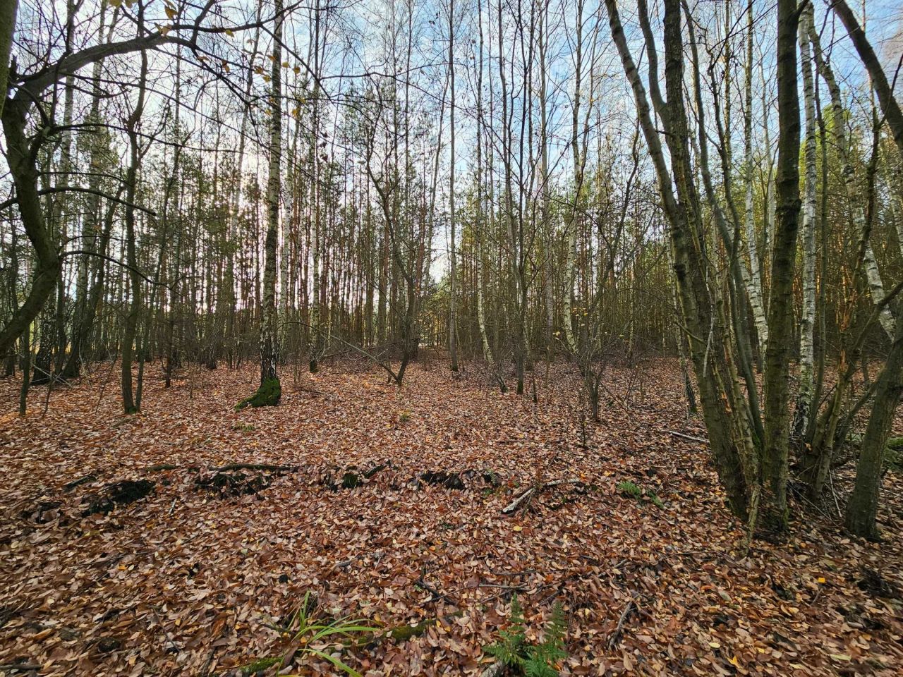 Działka rolna Ponurzyca. Zdjęcie 8