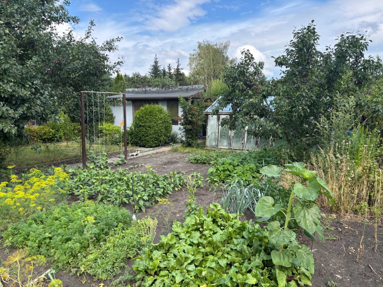 Działka rod Piotrków Trybunalski, ul. Wilcza. Zdjęcie 5