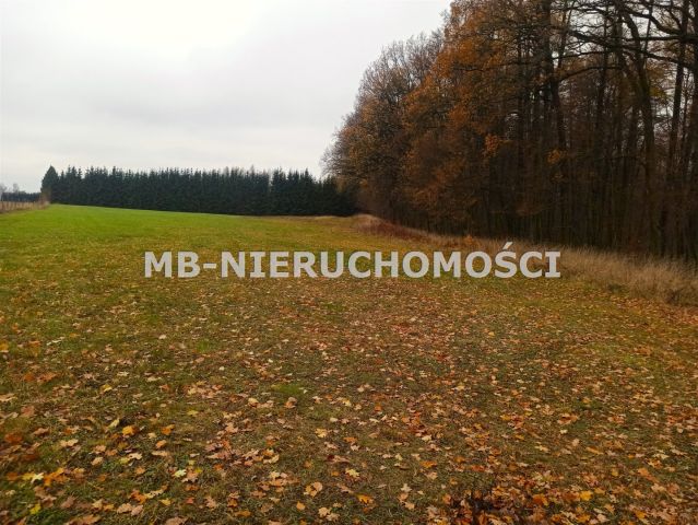 Działka rekreacyjna Skarpa. Zdjęcie 2