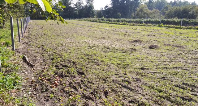 Działka rolno-budowlana Głusko Duże. Zdjęcie 1