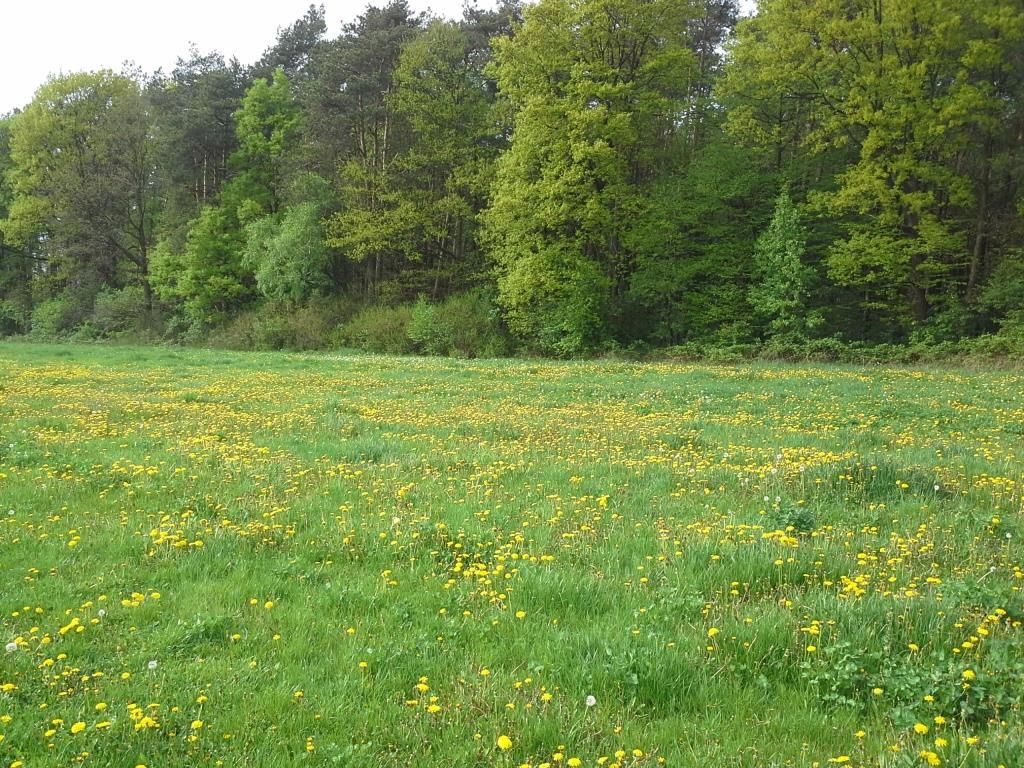 Działka budowlana Garbówek. Zdjęcie 5