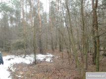Działka leśna Sobolew, ul. Łaskarzewska. Zdjęcie 4