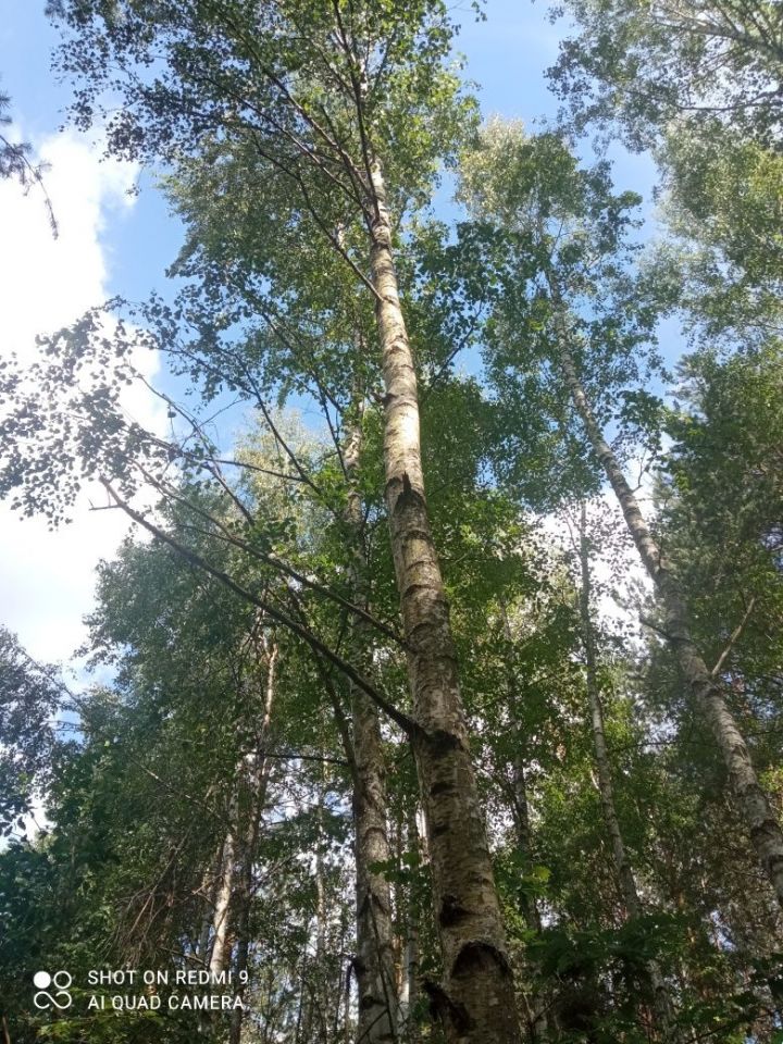 Działka leśna Janik. Zdjęcie 6