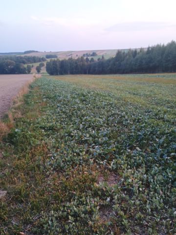 Działka rolna Majdan-Grabina. Zdjęcie 1