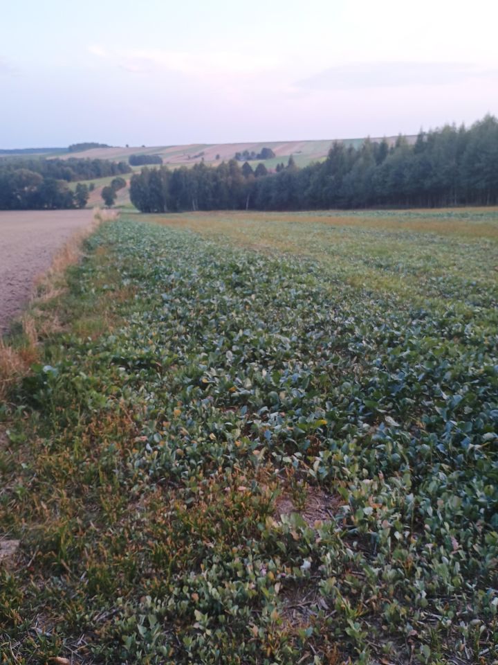 Działka rolna Majdan-Grabina