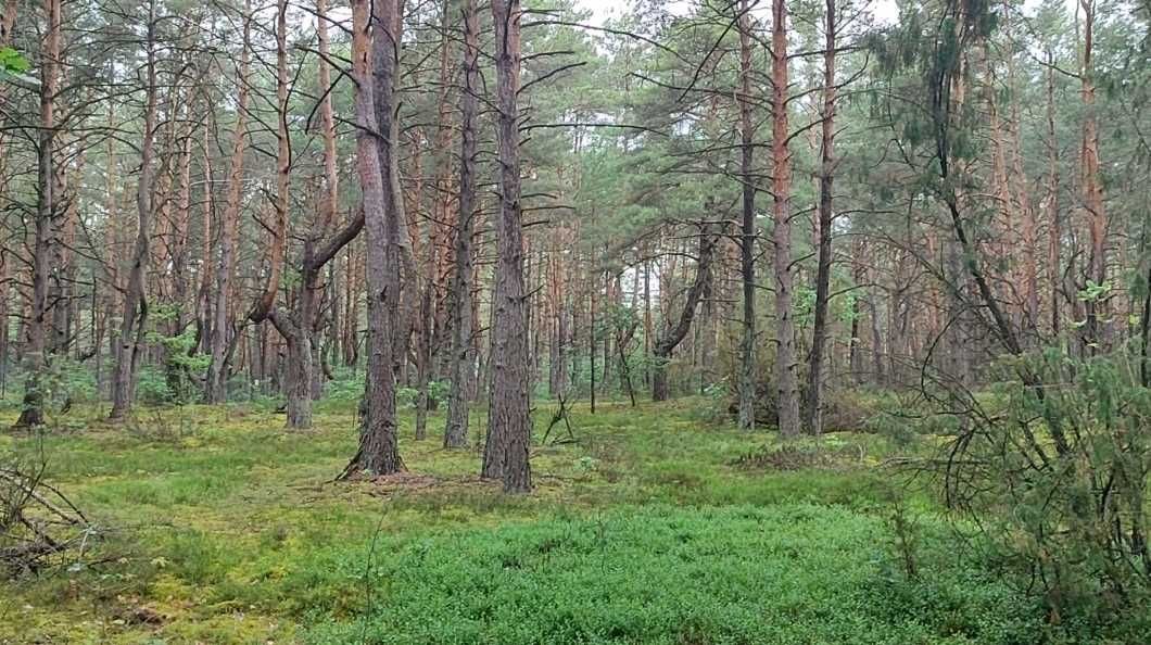 Działka rekreacyjna Osiedle Wilga, ul. Dzięciołów. Zdjęcie 2