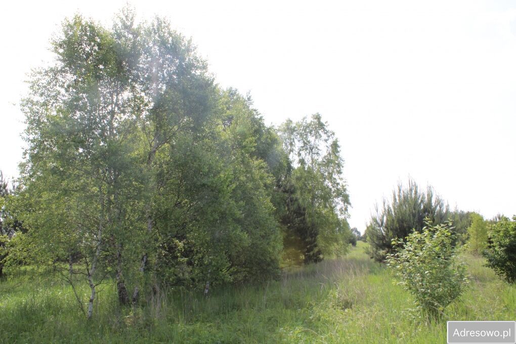 Działka rolna Jankowice. Zdjęcie 4