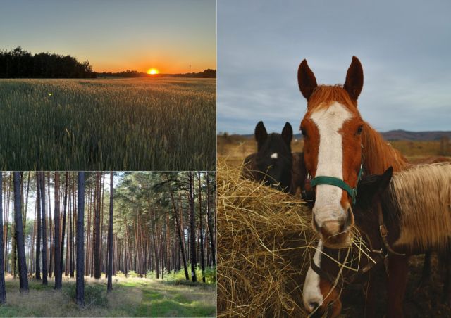 bliźniak, 4 pokoje Żelechów. Zdjęcie 16