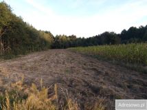 Działka rolna Podwody-Kolonia. Zdjęcie 4