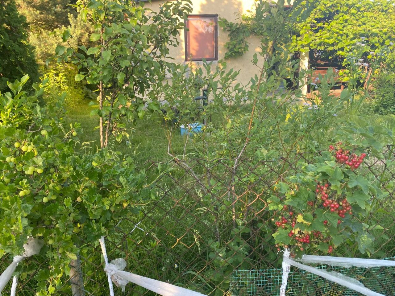 Działka rod Zielonka. Zdjęcie 3