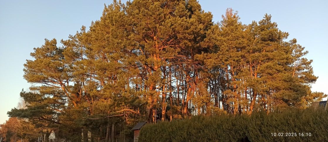 Działka leśna Swolszewice Duże, ul. Kryształowa. Zdjęcie 7