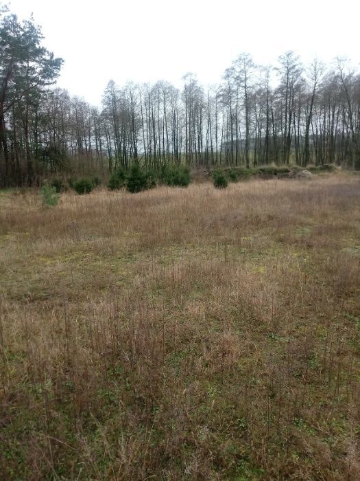 Działka Sarzyn. Zdjęcie 4