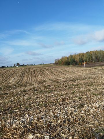 Działka rekreacyjna Ryki, ul. Brzozowa. Zdjęcie 1