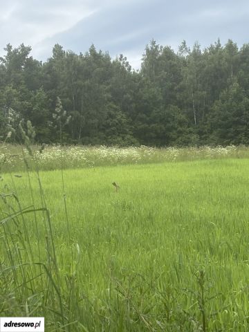 Działka budowlana Pomlewo. Zdjęcie 1
