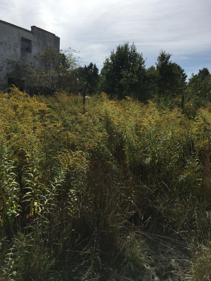 Działka budowlana Gołków Gołków-Cegielnia, ul. Gołkowska. Zdjęcie 6