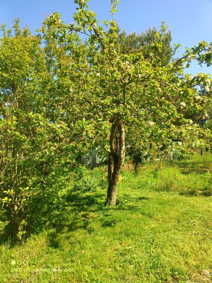 Działka rod Wrocław Psie Pole. Zdjęcie 8