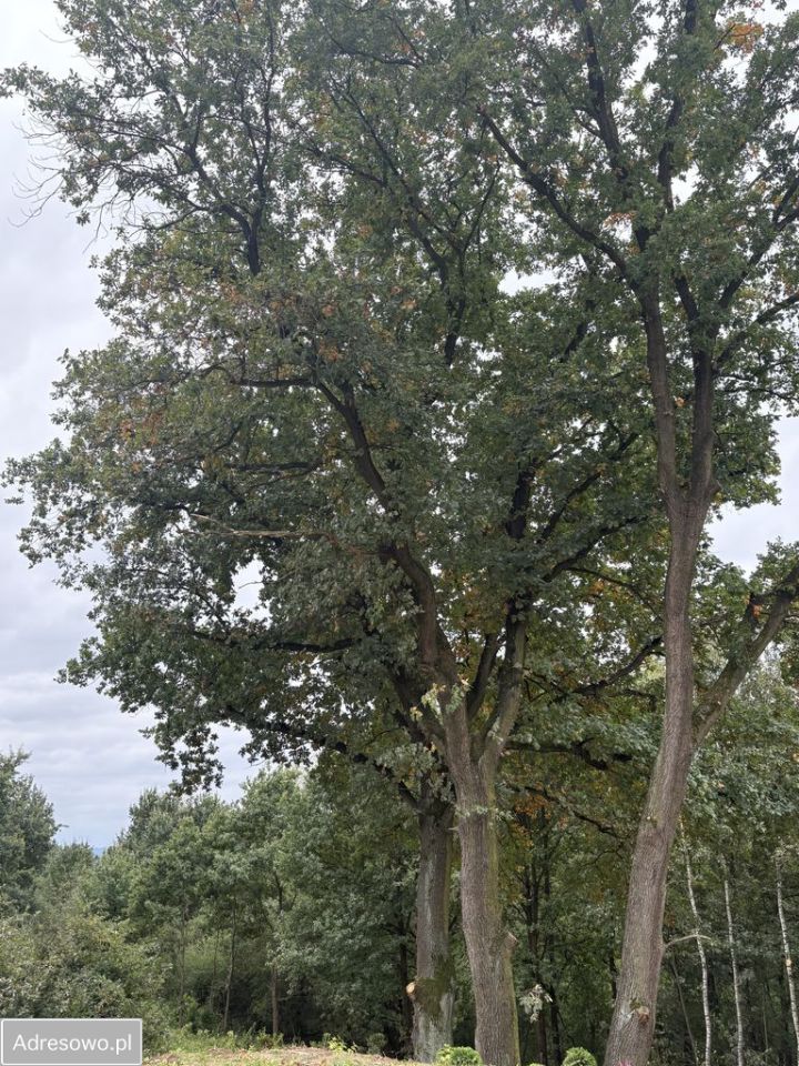 dom wolnostojący, 4 pokoje Dąbrowa Szlachecka. Zdjęcie 8