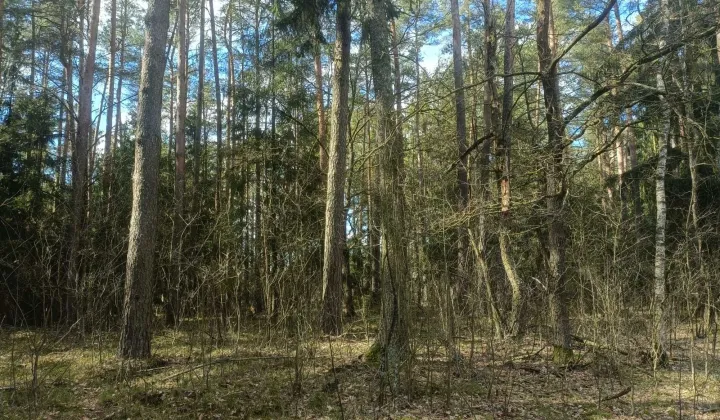 Działka leśna Szczytno