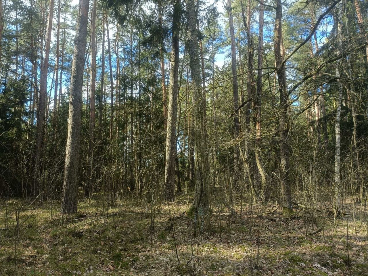 Działka leśna Szczytno. Zdjęcie 1