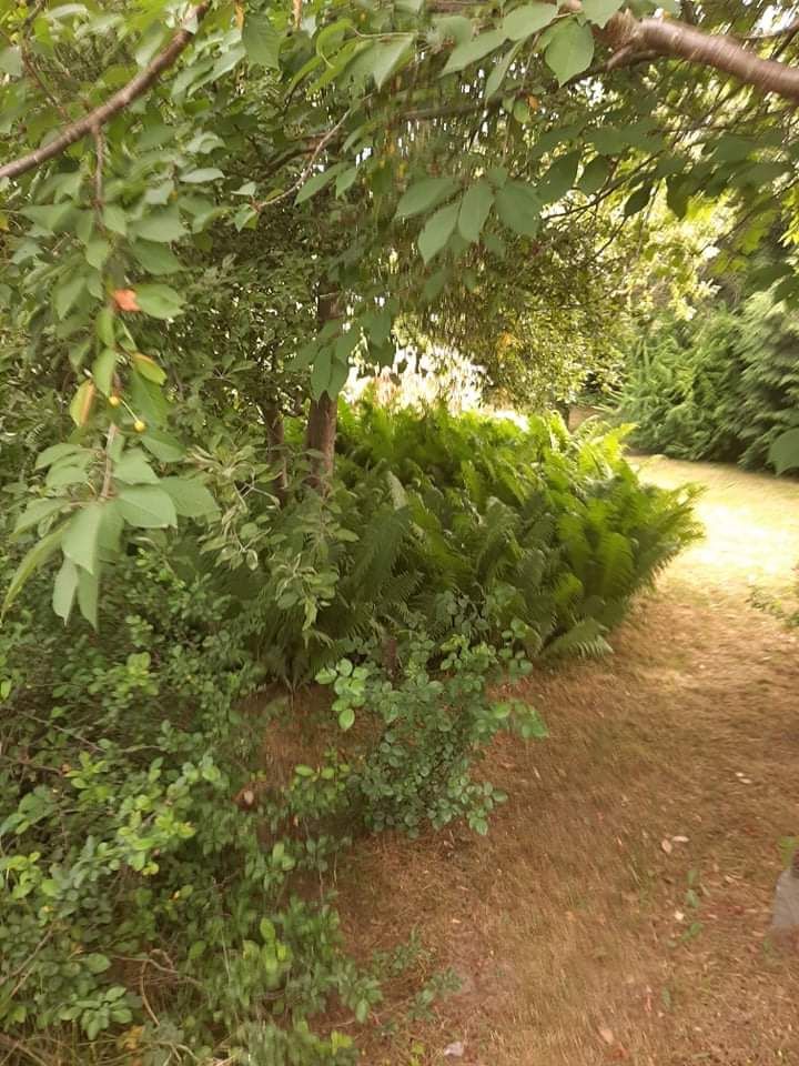 Działka rod Gdańsk Złota Karczma, ul. mjr. Mieczysława Słabego. Zdjęcie 2