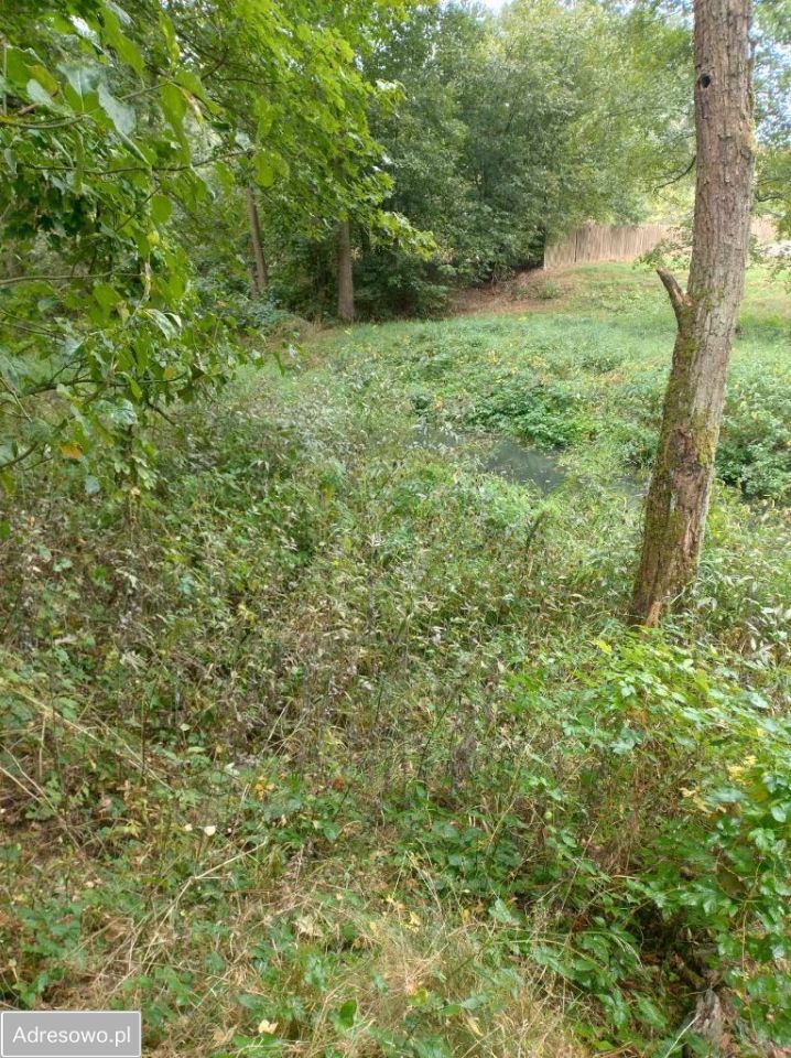 Działka leśna Tanina. Zdjęcie 2