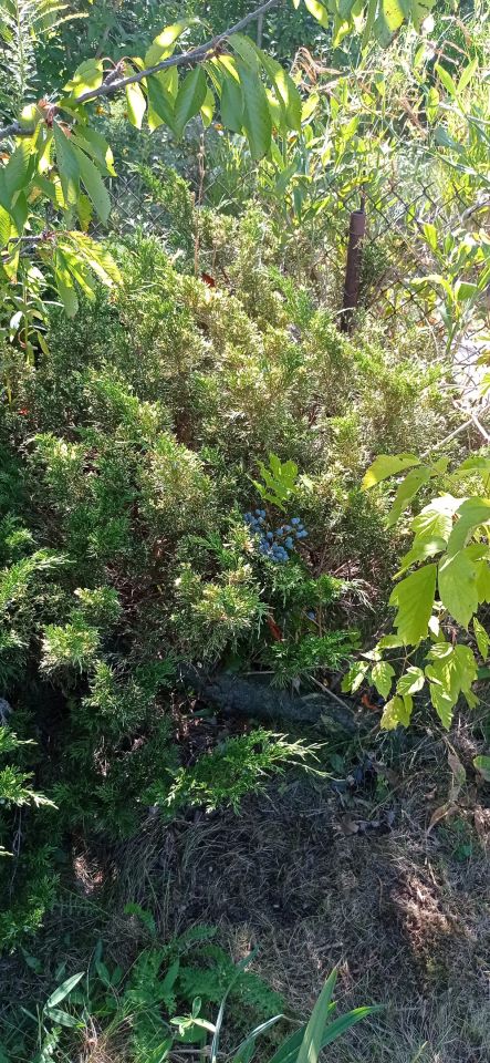 Działka rod Łódź Widzew, ul. Lodowa. Zdjęcie 37