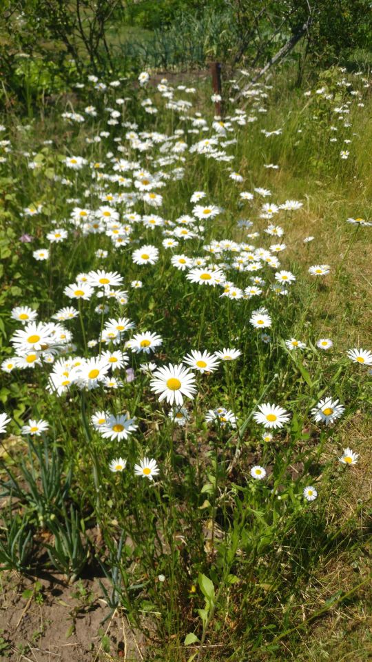 Działka rod Szczecin Warszewo, ul. Rostocka. Zdjęcie 8