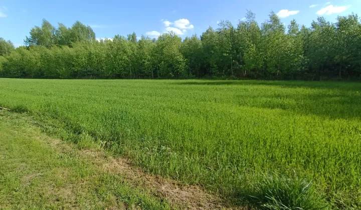 Działka rolno-budowlana Nowy Radzic