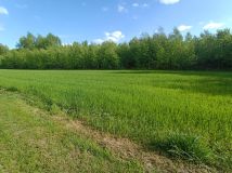 Działka rolno-budowlana Nowy Radzic