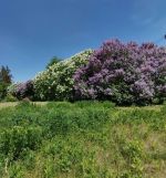 Działka budowlana Mława. Zdjęcie 4