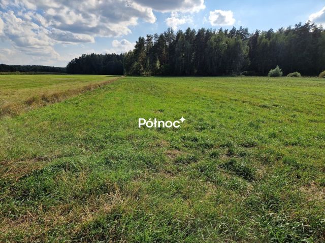 Działka leśna Krynickie. Zdjęcie 12