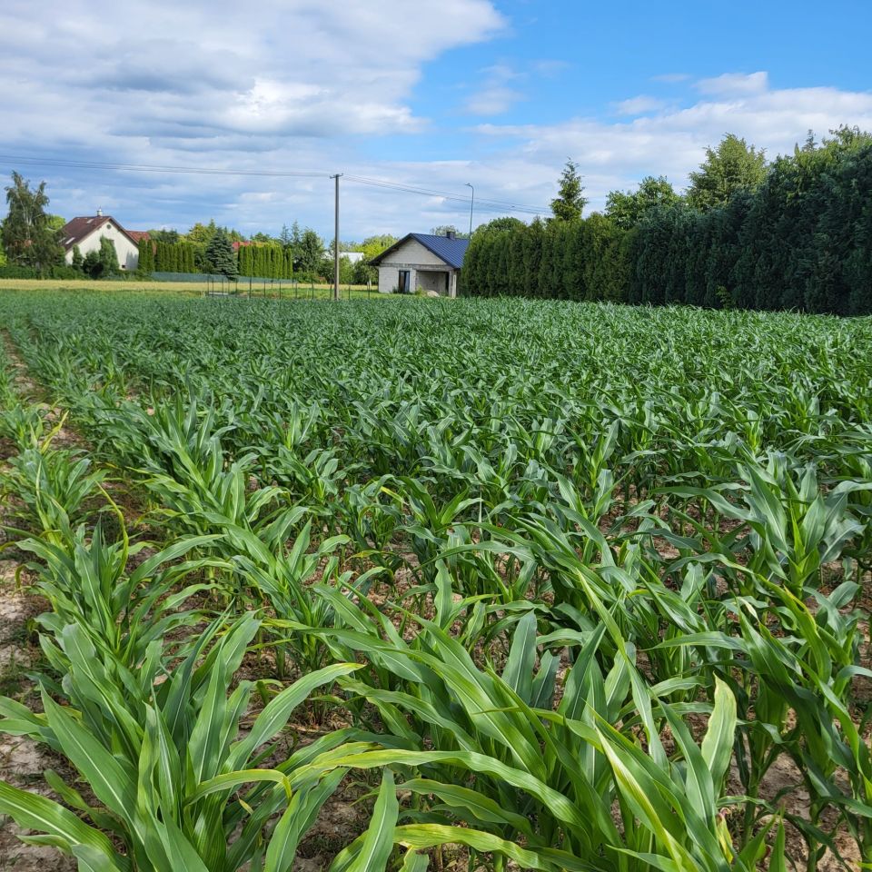 Działka budowlana Płouszowice-Kolonia. Zdjęcie 4
