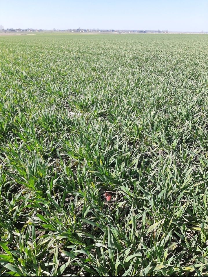 Działka rolna Małków. Zdjęcie 4