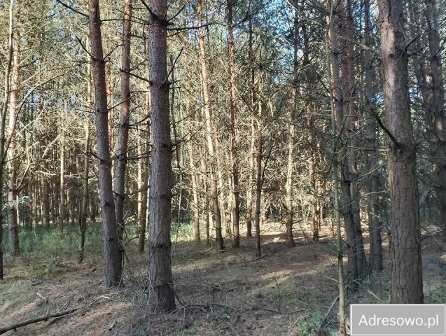 Działka leśna Nowiny. Zdjęcie 1