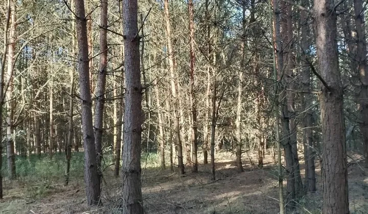 Działka leśna Nowiny