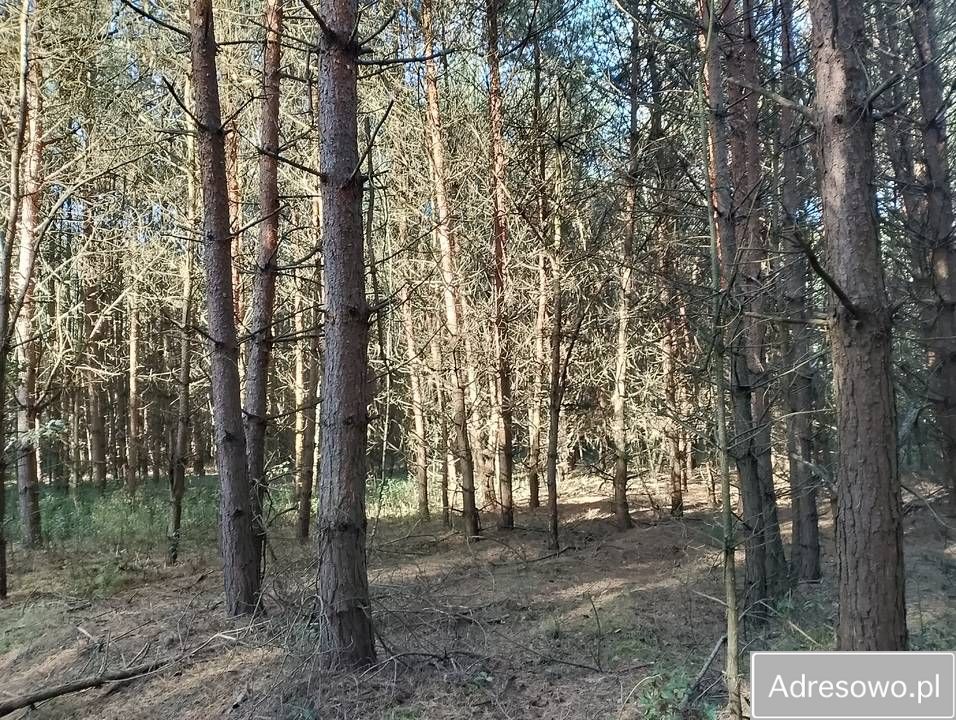 Działka leśna Nowiny. Zdjęcie 1