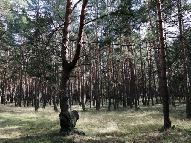 Działka leśna Stołuń. Zdjęcie 1