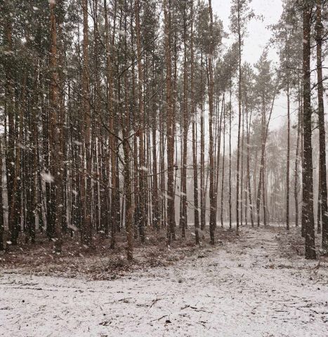 Działka budowlana Kąck, ul. Sosnowa. Zdjęcie 1