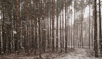 Działka budowlana Kąck, ul. Sosnowa