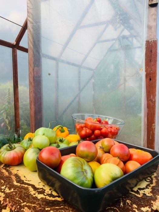 Działka rod Gdańsk, ul. mjr. Mieczysława Słabego. Zdjęcie 16