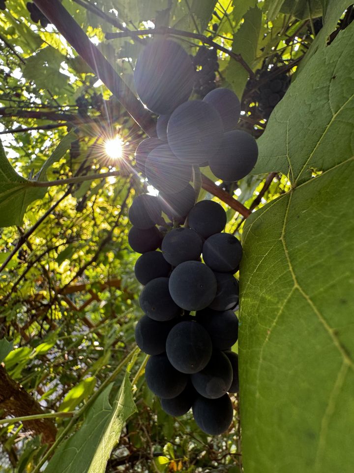 Działka rod Kielce Zalesie, ul. Janowska. Zdjęcie 6