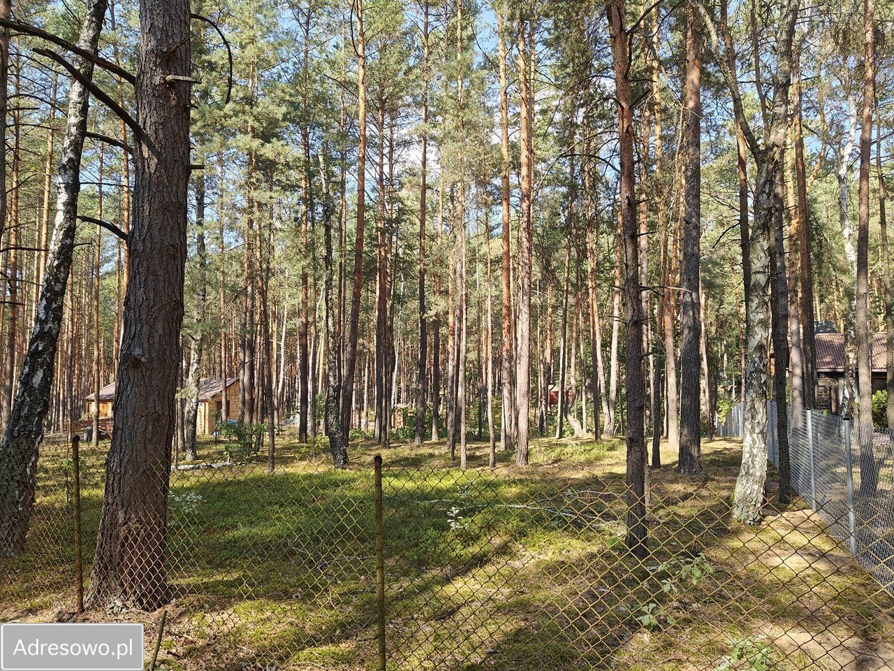 Działka leśna Wilga